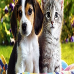 Pet Odor