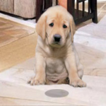Pet Stain